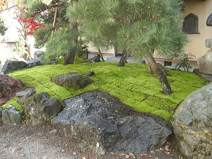 日本庭園　苔庭