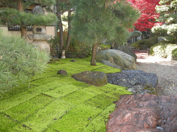 日本庭園　カモジ苔